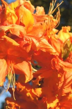 Solar Ray Sunbow Azalea - 3 Gallon Pot