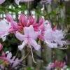Varnadoes Phlox Pink Native Azalea - Rhododendron Canescens - 3 Gallon Pot