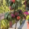 Bonanza Dwarf Patio Peach Tree - 3 Gallon Pot