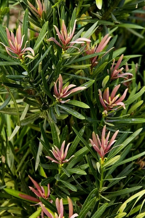 Mood Ring Podocarpus Macrophyllus - 2 Gallon Pot - Image 4