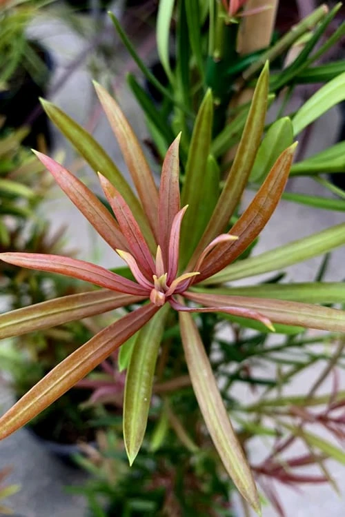 Mood Ring Podocarpus Macrophyllus - 2 Gallon Pot - Image 5
