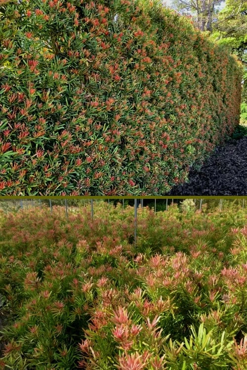 Mood Ring Podocarpus Macrophyllus - 2 Gallon Pot