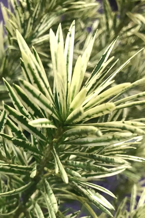 Roman Candles Podocarpus Macrophyllus - 2 Gallon Pot - Image 5