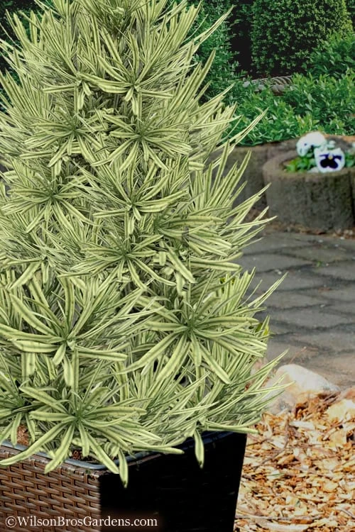 Roman Candles Podocarpus Macrophyllus - 2 Gallon Pot - Image 4