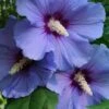 Blue Satin Rose Of Sharon - Hibiscus - Althea - 2 Gallon Pot