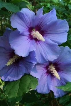 Blue Satin Rose Of Sharon - Hibiscus - Althea - 2 Gallon Pot