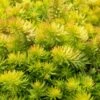 Angelina Sedum - 10 Count Flat Of 4" Pots