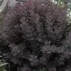 Winecraft Black Smokebush - Cotinus Coggygria - 5 Gallon Pot