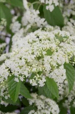 Snow Joey Viburnum - 2 Gallon Pot
