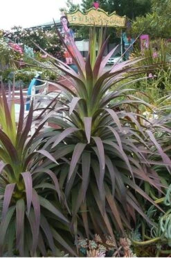 Blue Boy Yucca - 3 Gallon Pot