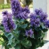 Poquito Dark Blue Agastache (Hummingbird Mint) - 1 Gallon Pot