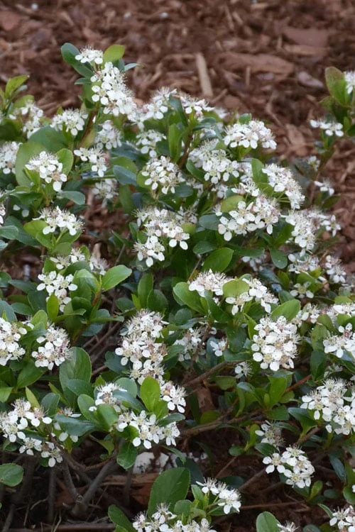 Low Scape Mound Aronia - 3 Gallon Pot - Image 7