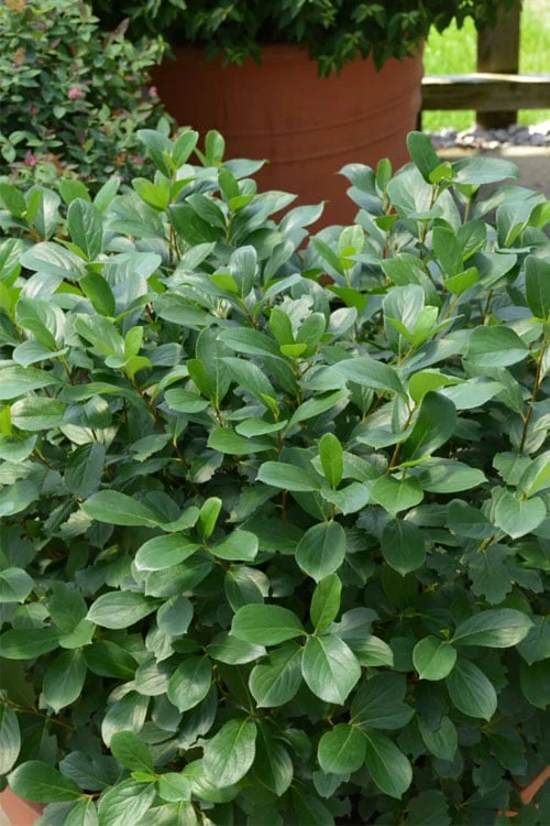 Low Scape Mound Aronia - 3 Gallon Pot - Image 8