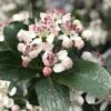 Low Scape Mound Aronia - 3 Gallon Pot