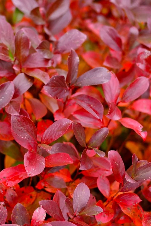 Low Scape Mound Aronia - 3 Gallon Pot - Image 6