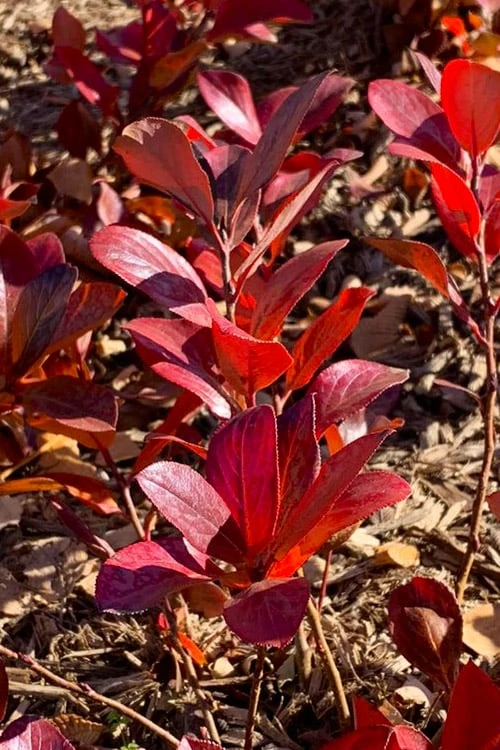 Low Scape Mound Aronia - 3 Gallon Pot - Image 12