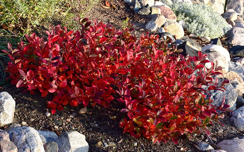 Low Scape Mound Aronia - 3 Gallon Pot - Image 11