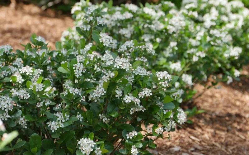 Low Scape Mound Aronia - 3 Gallon Pot - Image 9