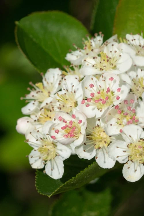 Low Scape Mound Aronia - 3 Gallon Pot - Image 4