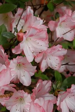 Amy Azalea - 3 Gallon Pot