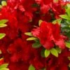 Buccaneer Red Azalea (Glenn Dale Hydrid) - 2 Gallon Pot