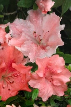 Hilda Niblett Azalea - 1 Gallon Pot