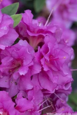Perfecto Mundo Double Purple Reblooming Azalea - 1 Gallon Pot