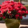 Perfecto Mundo Red Reblooming Azalea - 3 Pack Of Quart Pots