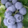 Northern Highbush Blueberry (Vaccinum Corymbosum) - 1 Gallon Pot