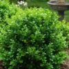 Little Missy Dwarf Boxwood - 5 Pack Of Quart Pots