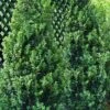 Green Tower Boxwood - 2 Gallon Pot