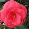 Arctic Rose Cold Hardy Red Camellia - 1 Gallon Pot