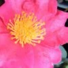 Autumn Rose Camellia - 3 Gallon Pot