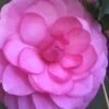 Early Autumn Camellia Japonica - 3 Gallon Pot