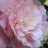 Thompsonii Camellia Japonica - 1 Gallon Pot
