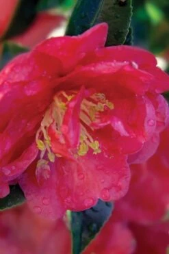 October Magic Rose Camellia - 3 Gallon Pot
