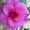 Purple Dawn Camellia Japonica - 6 Pack Of 1 Gallon Pots
