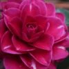 Purple Haze Camellia- 2 Gallon Pot