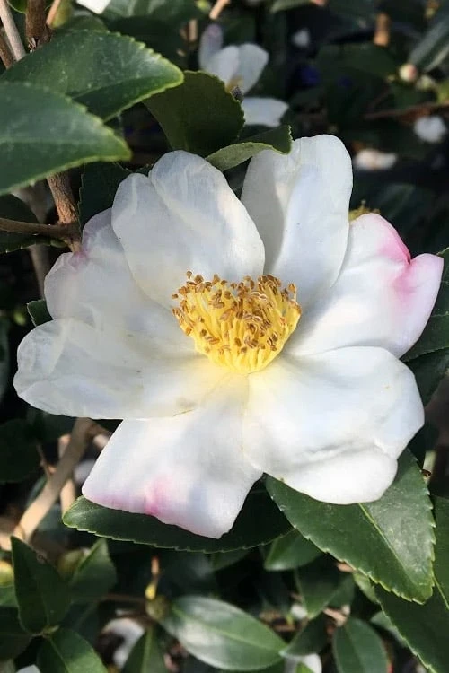 Survivor Cold Hardy White Camellia - 3 Gallon Pot - Image 4