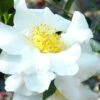 Setsugekka Fragrant Camellia Sasanqua - 7 Gallon Pot