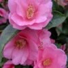 Spring Awakening Fragrant Camellia Hybrid - 3 Gallon Pot
