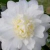 Winter's Snowman Camellia Hybrid - 7 Gallon Pot (2-3')