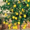 Meyer Lemon Tree (Citrus X Meyeri) - 5 Gallon Pot