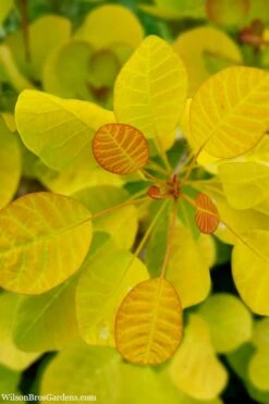 Winecraft Gold Smokebush - 3 Gallon Pot