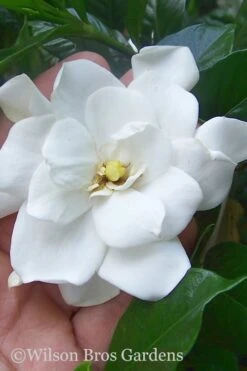 Fall In Love Cold Hardy Gardenia - 1 Gallon Pot