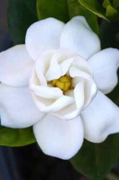 Buttons Gardenia - 1 Gallon Pot