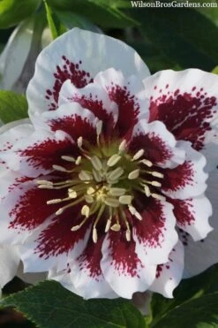 Winter Jewels 'Painted Doubles' Helleborus (Lenten Rose) - 1 Gallon Pot