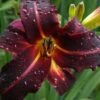 Chicago Blackout Daylily - 1 Gallon Pot