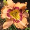 King Of Ages Daylily (Reblooming) - 1 Gallon Pot