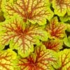 Red Lightning Heuchera - 5 Pack Quart Pots